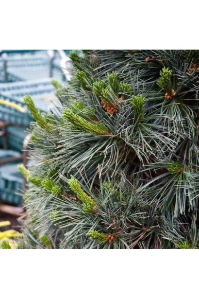 Сосна гнучка Вандерволф Пірамід